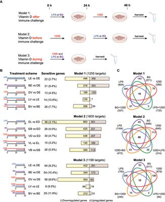 Vitamin D Treatment Sequence Is Critical for Transcriptome Modulation of Immune Challenged Primary Human Cells